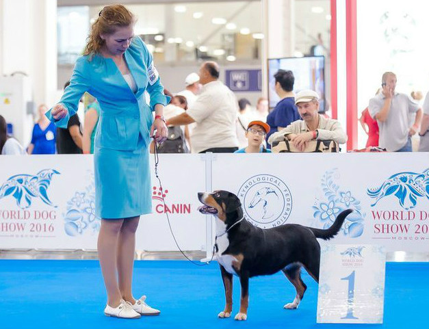 World Dog Show 2016 (Moscow, Russia)